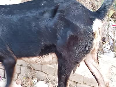 kamori taapri 2 daant pehla sowa