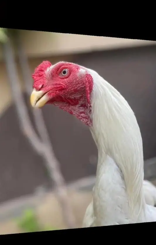 Black shamoo  and white shamo chicks | Oh shamo | shamo egg  | Chicks — photo 4