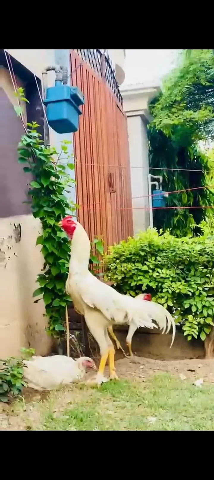 Black shamoo  and white shamo chicks | Oh shamo | shamo egg  | Chicks — photo 5