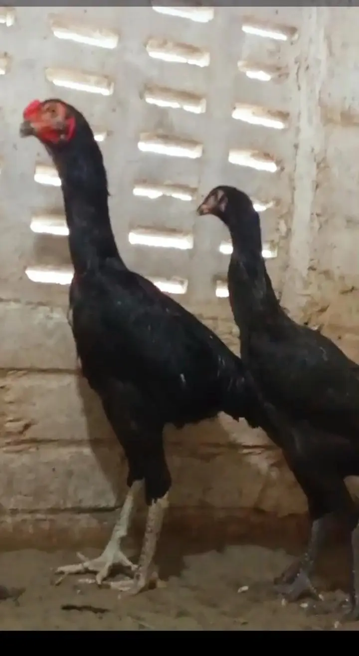 Black shamoo  and white shamo chicks | Oh shamo | shamo egg  | Chicks — photo 6