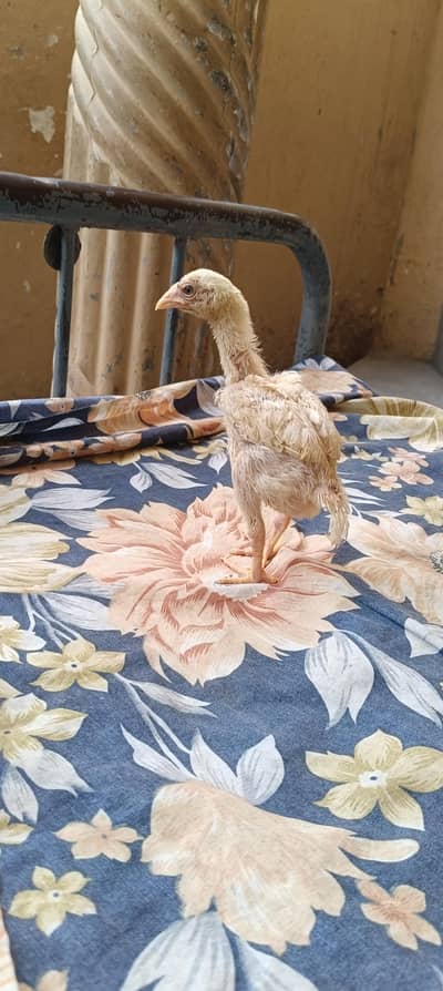 Heera aseel