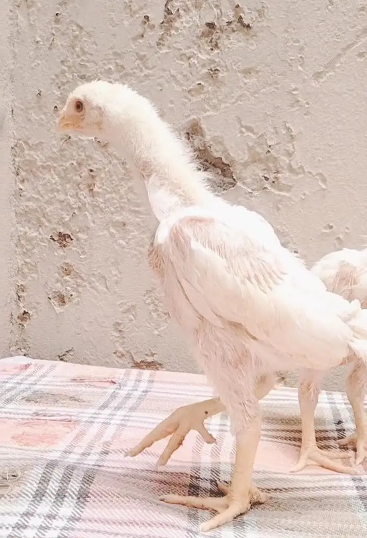 Black shamoo  and white shamo chicks | Oh shamo | shamo egg  | Chicks — photo 8