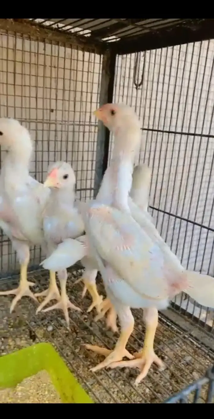 Black shamoo  and white shamo chicks | Oh shamo | shamo egg  | Chicks — photo 9