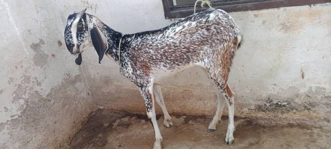Makhi cheeni path for sale