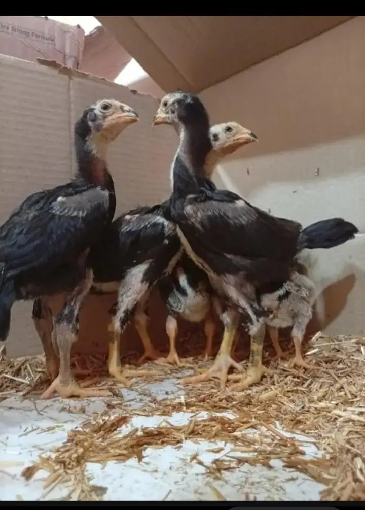 Black shamoo  and white shamo chicks | Oh shamo | shamo egg  | Chicks — photo 10