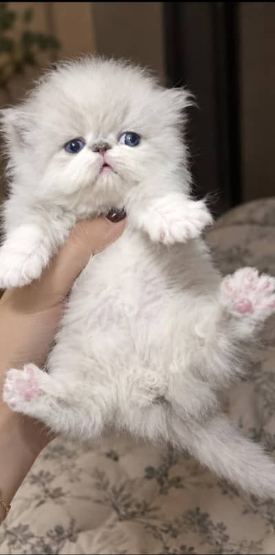 Himalayan piki