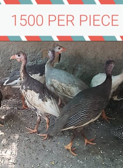mix breeds hens
