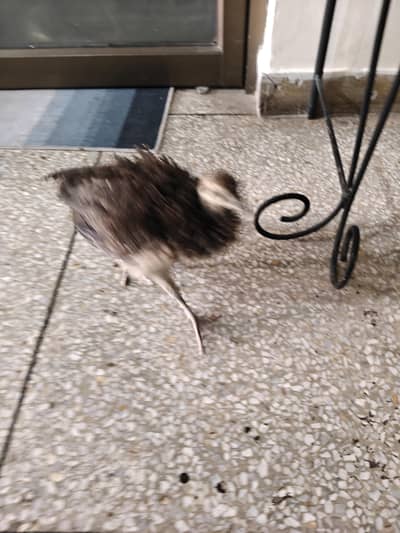 peacock