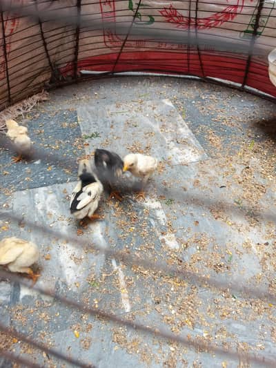 qulity aseel chikx home breed active healthy