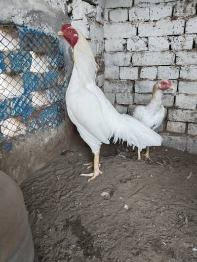 White Heera Aseel Pair 03477009363