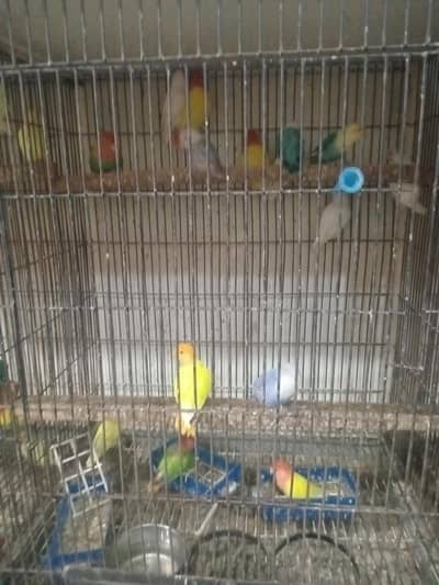 love bird for sale
