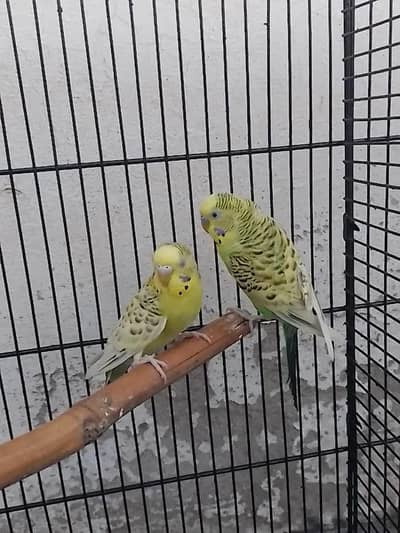 tcb pair budgies / Australian