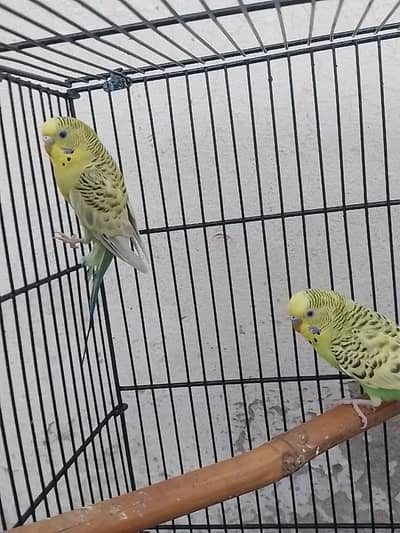 tcb pair budgies / Australian