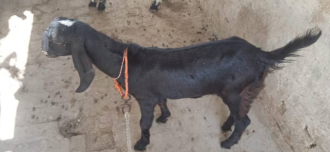 5 mAh ka black gonna Bakra for sale