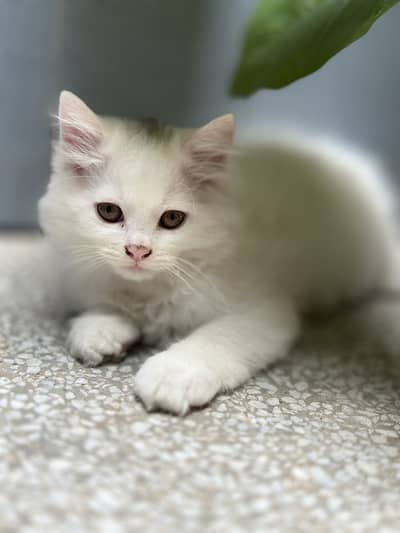 White Persian Male cat/ Triple Coated/ Litter Trained