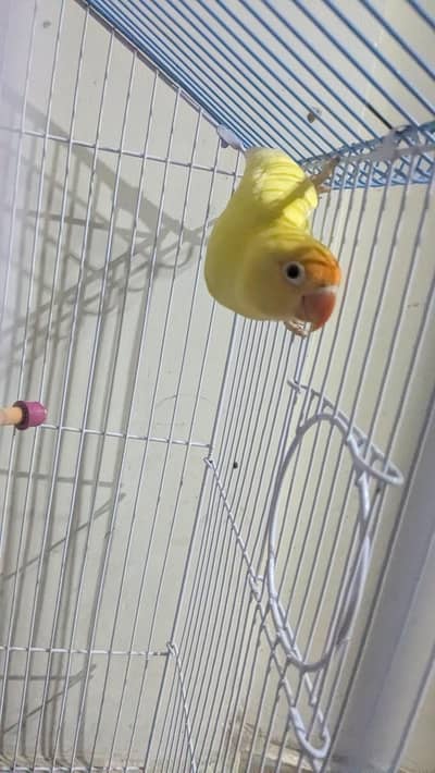 cremano male decino female breeder pair