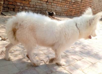 Russian dog first time breed kry ge