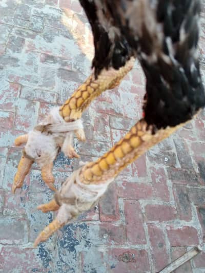 aseel Pakistani ( breeder male)