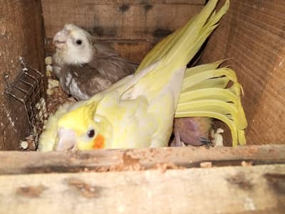 Cocktail Breeder Pair With Chick's Or Budgies Parrots For Sale