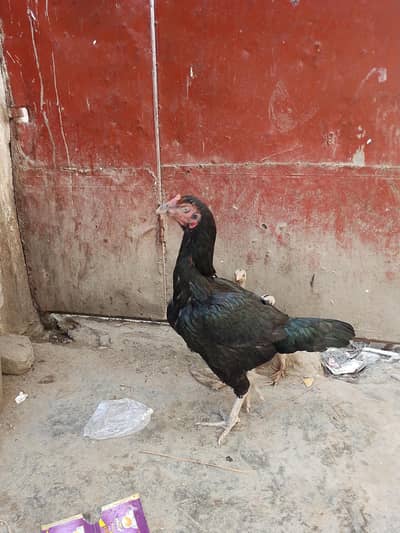 chicken