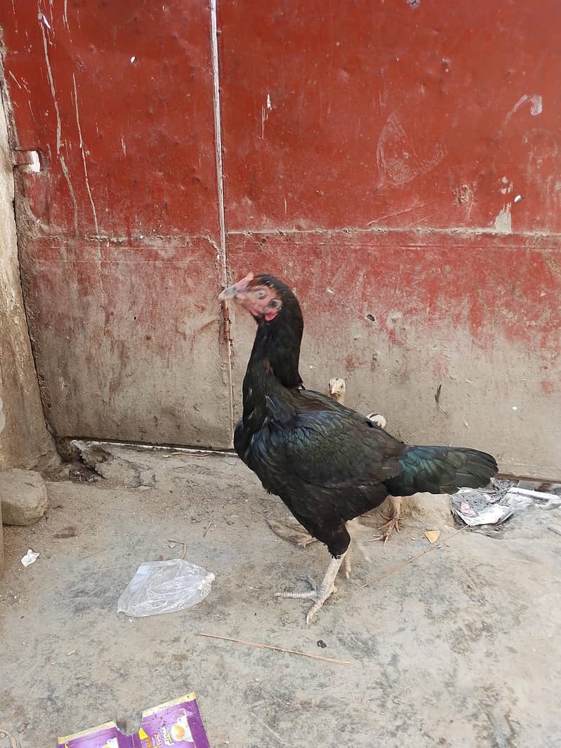 chicken 0