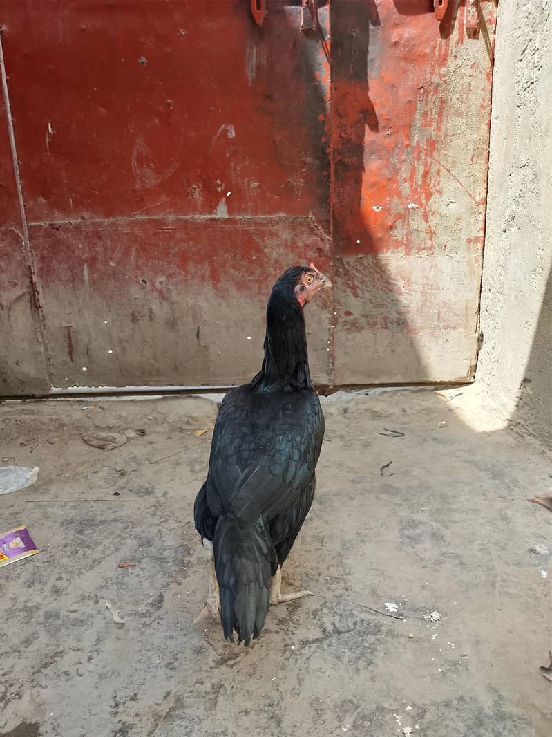 chicken 1