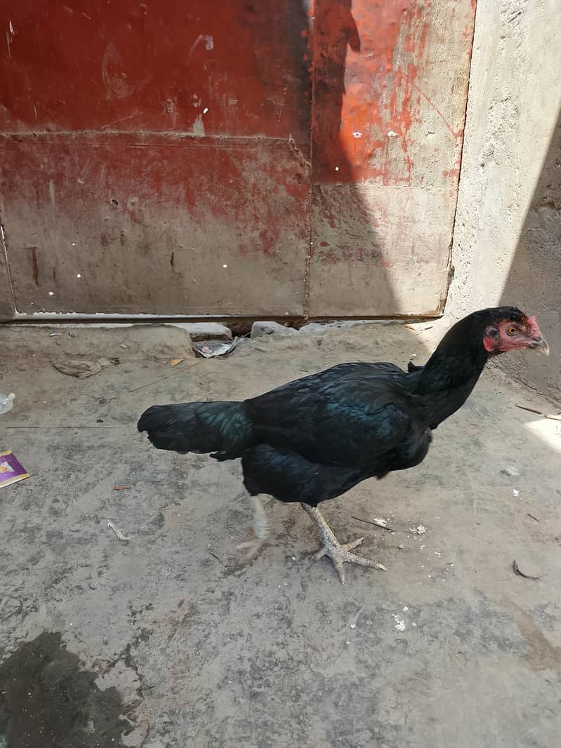 chicken 2