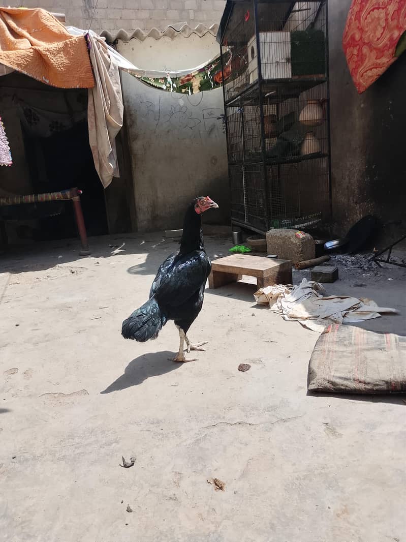 chicken 3