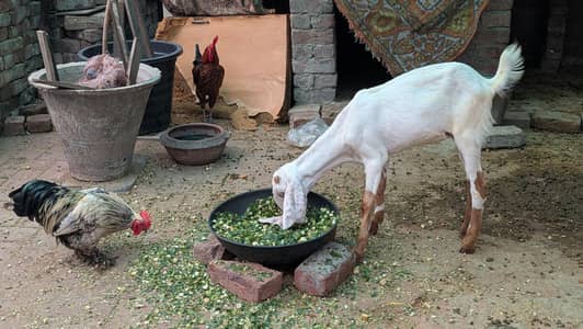 Bakri with 1 Female baby