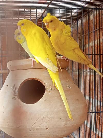 Lutino Red Eyes Hogoromo Exi working pair WhatsApp 03462773683