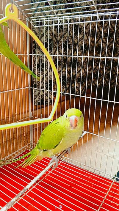 parrot pair for sale