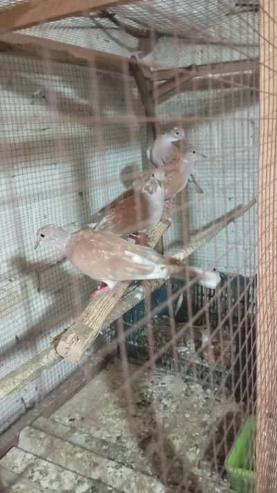 breedr doves 03204048942