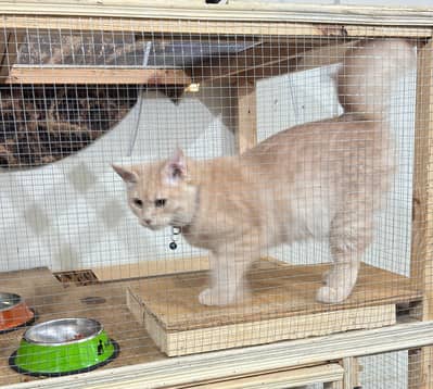 Cat for sale