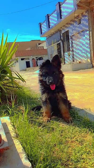 long coat German shepherd puppies for sale