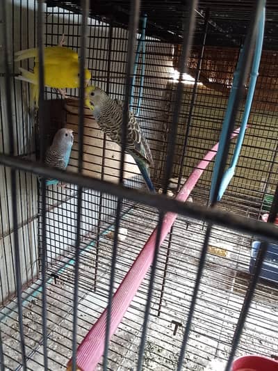 beautiful light blue  male and yellow red eye femail