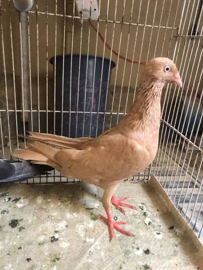 Yellow Danish Male Available