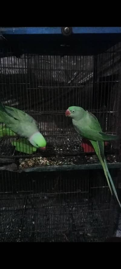 raw female full breeder / Sami hand tame mito mito boolty hy