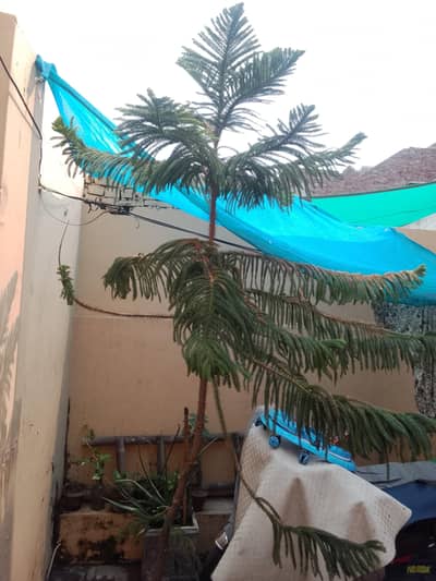 Norfolk island pine for argent sale