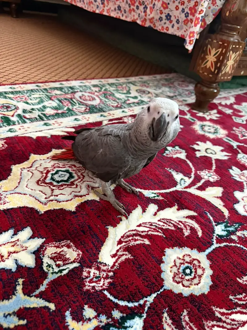 African Grey Parrot