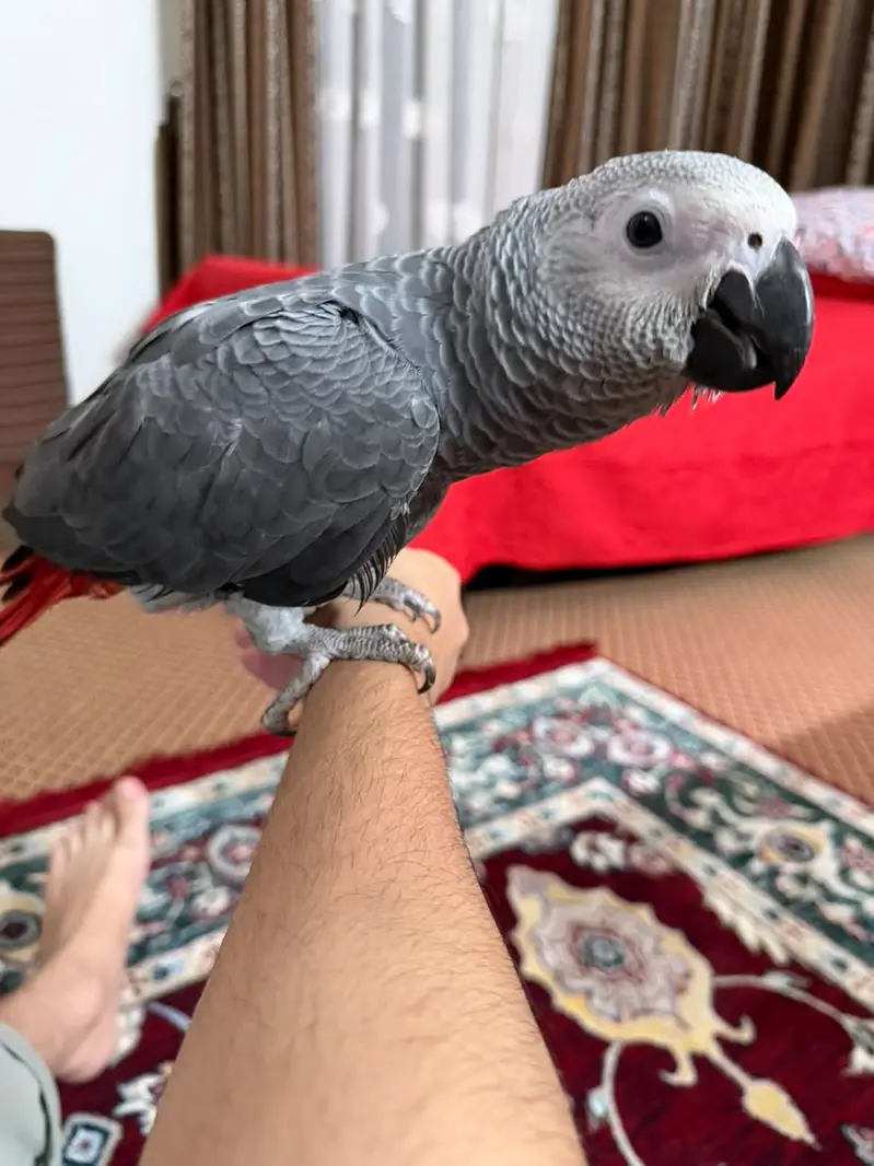 African Grey Parrot — photo 2