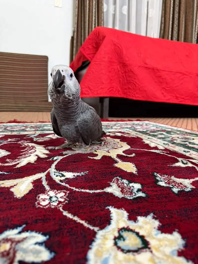 African Grey Parrot — photo 3