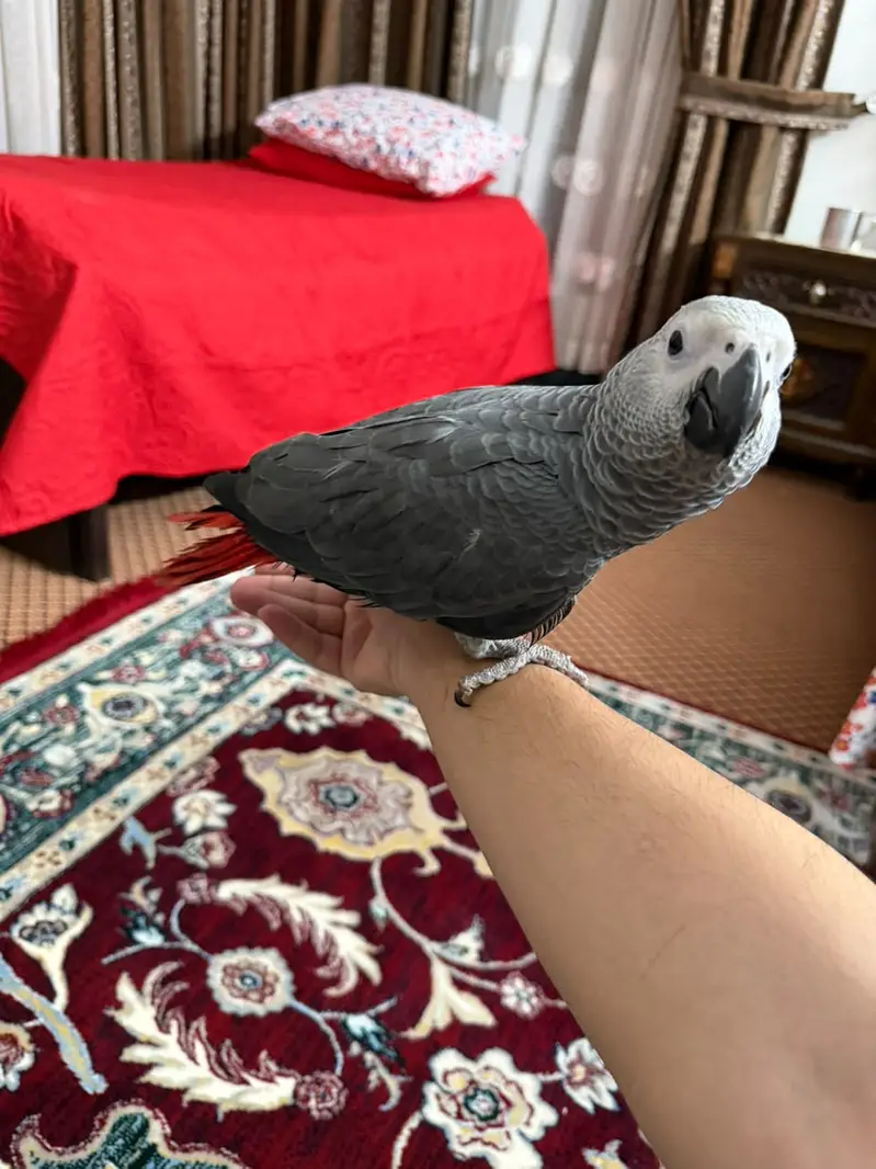 African Grey Parrot — photo 4