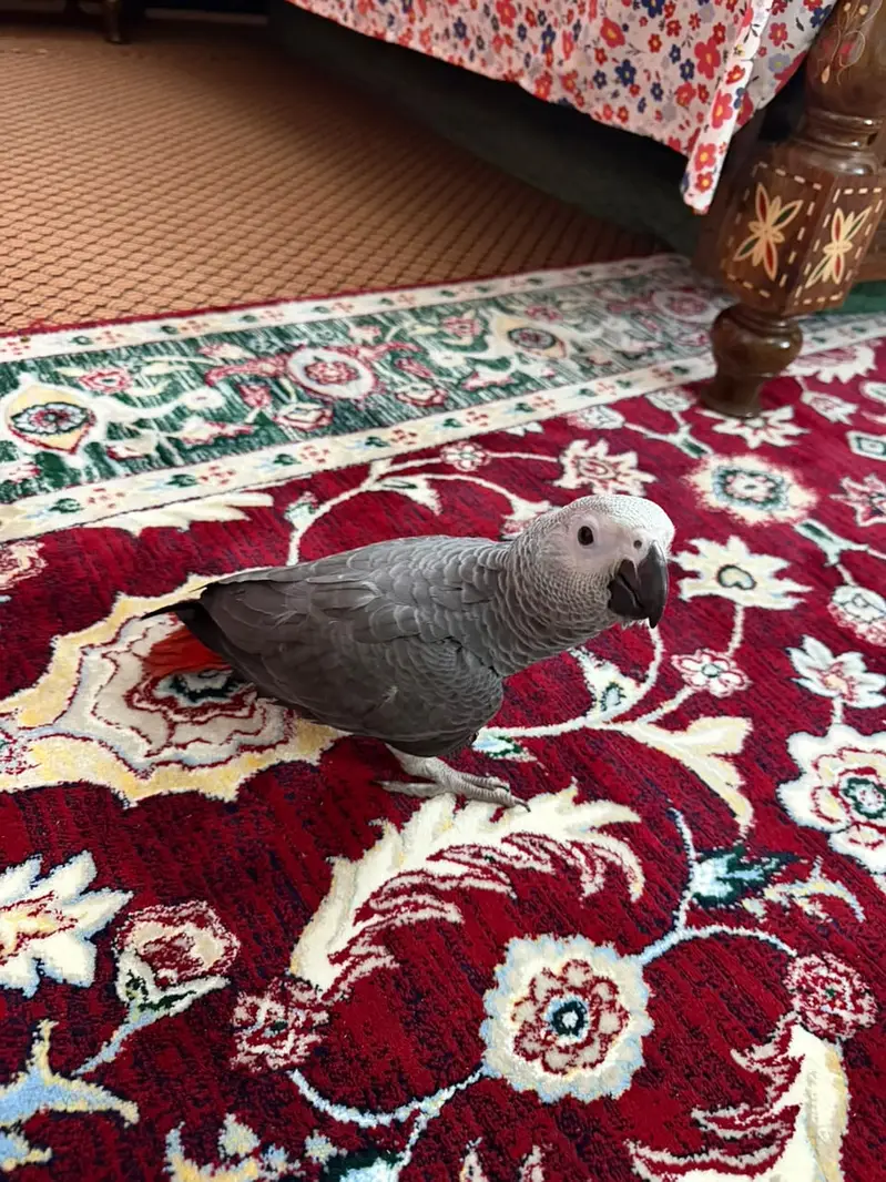 African Grey Parrot — photo 5