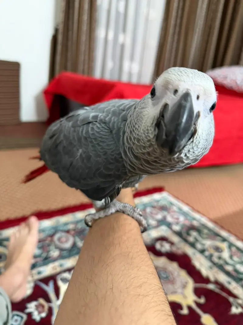 African Grey Parrot — photo 6