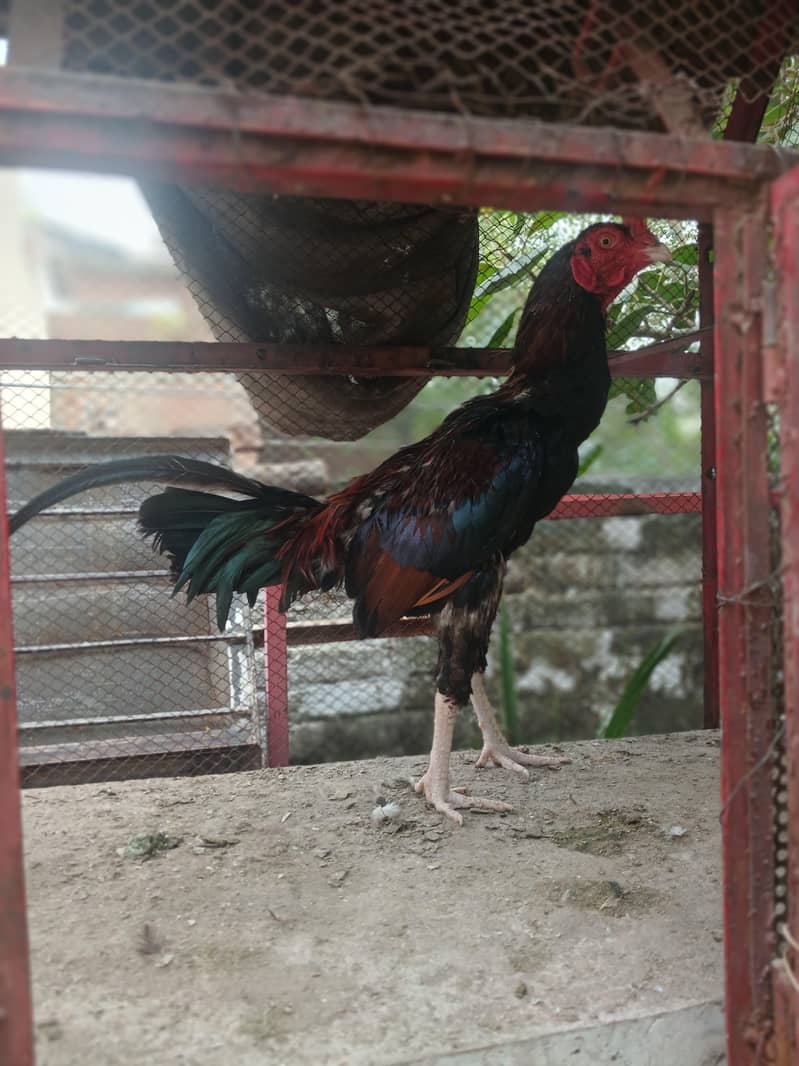 shooter patha 1