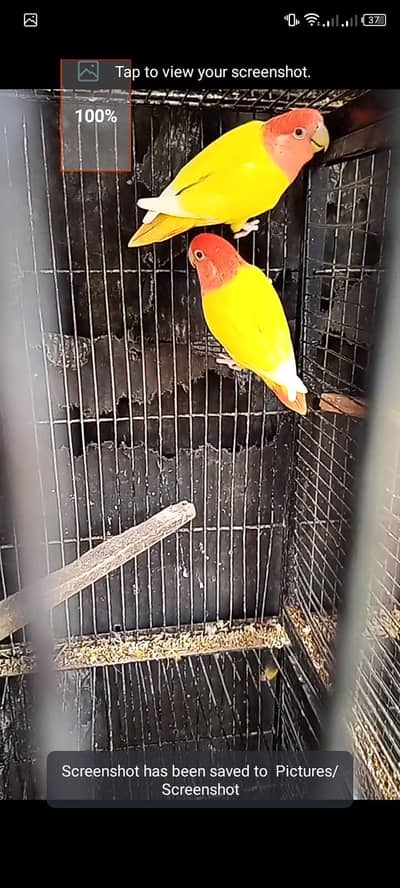 rozicoli red hood opline male female, and cage forsell