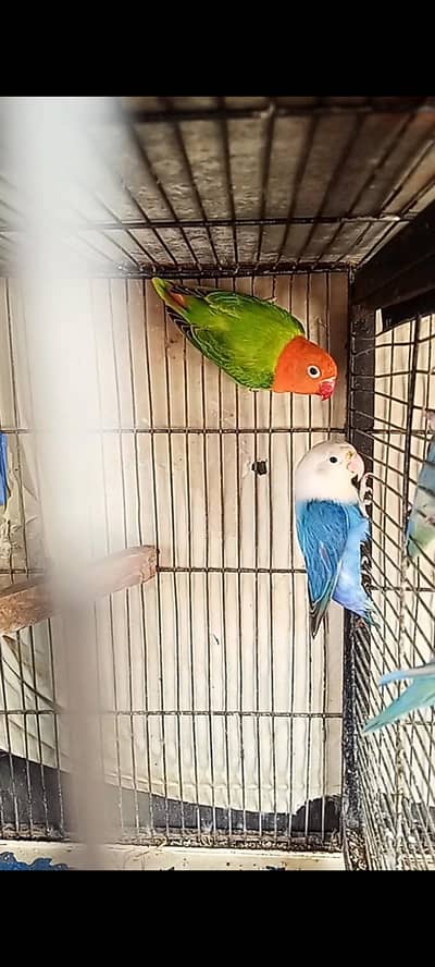 rozicoli red hood opline male female, and cage forsell
