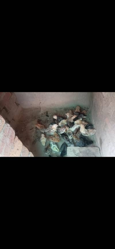 urgent sale chich 03278608684