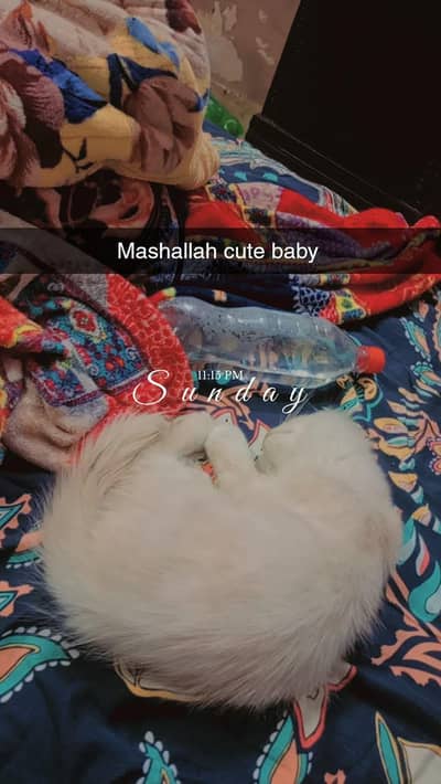 cute Persian kitten