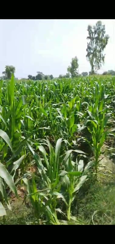 240 Kanal Developed Agricultural Land for Sale at Bhera Interchange M 2 Motorway